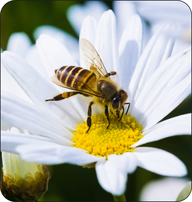 Jed blanokrídleho hmyzu